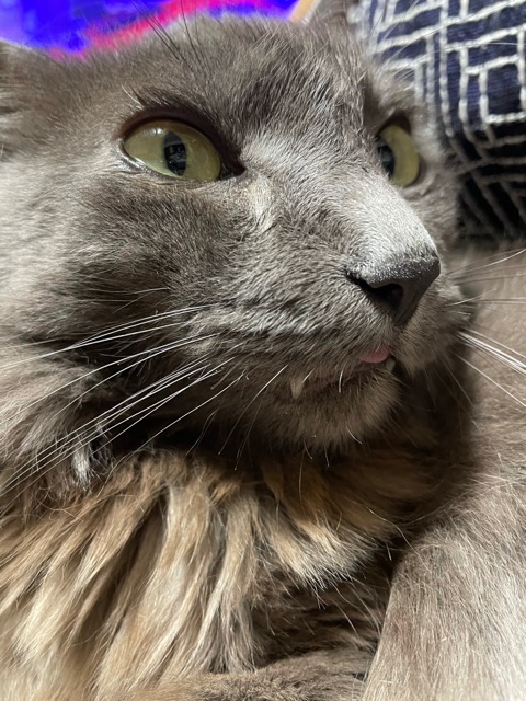 ももたろう さま