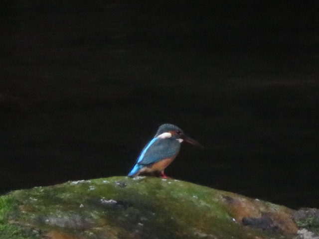 このはずく さま