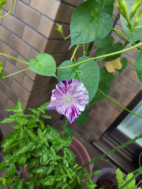 えっちゃん さま