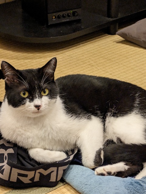 ねこたちの長 さま