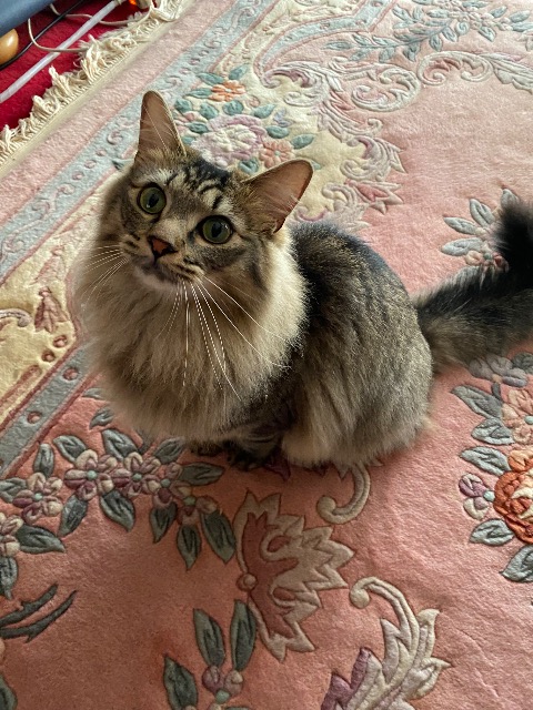 アンタチャン さま