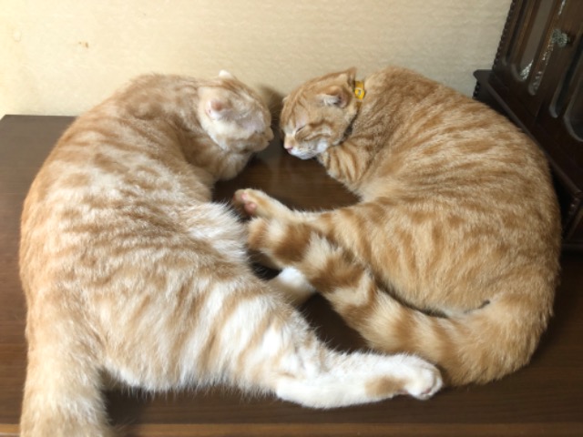 しべりうす さま