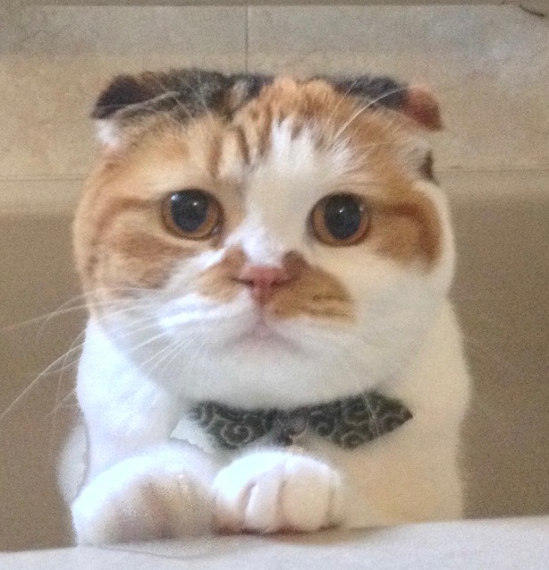 みゅうすけ さま