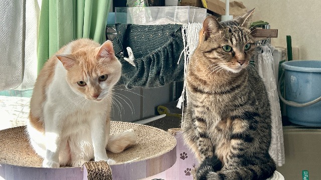 しーちゃんとまる さま