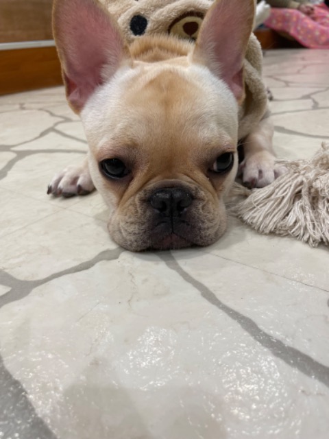 こめアソビュー！ゲスト さま