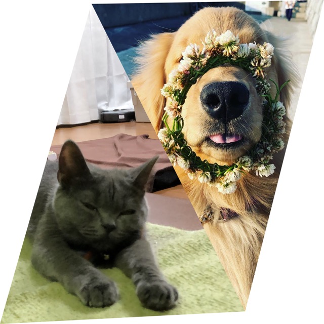 きなこもち さま