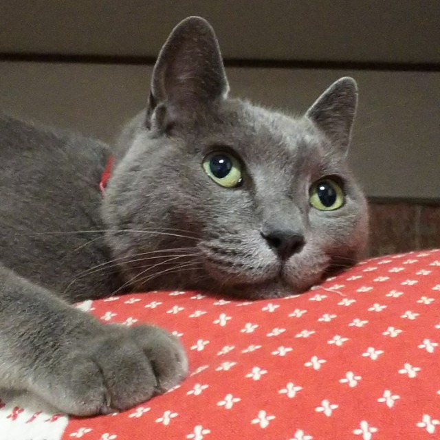 ジマたろう さま