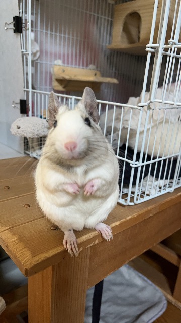 チッチちゃん さま