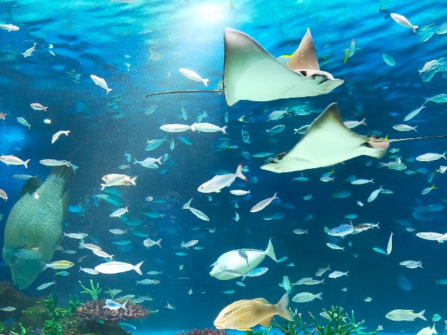 もりのうさぎ さま