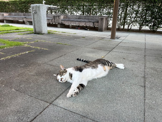ねこ さま