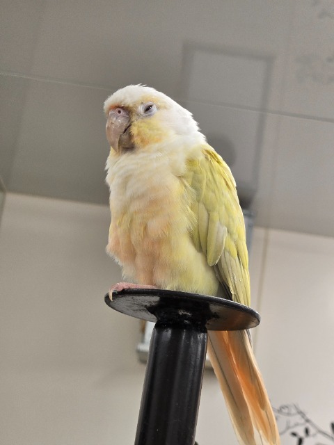 こねこさま さま