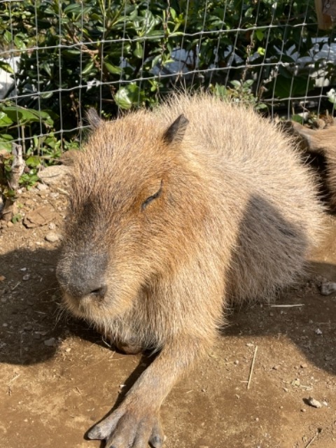 アポロ さま