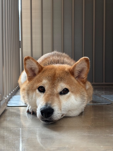 マダムくぅ さま