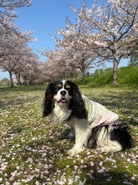 ティアラパパ さま