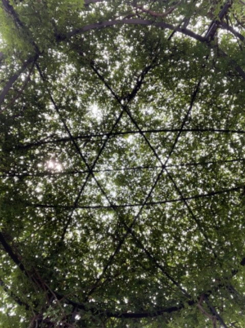 もちもちパイン さま