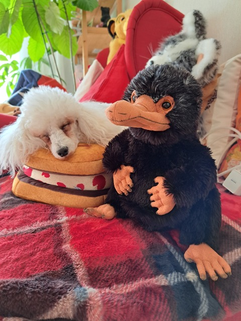 赤いテディベア さま