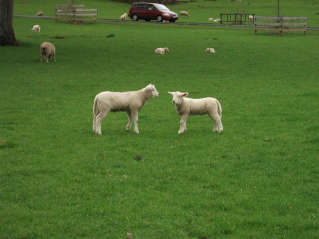 あおてあろあ さま