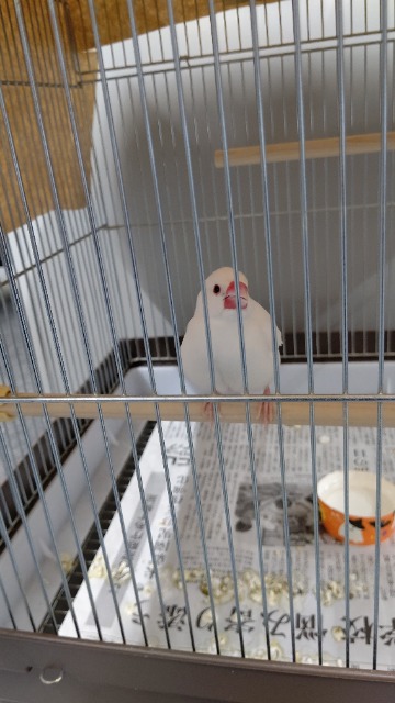 まめぴっぴ さま