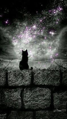 黒ねこ家族 さま