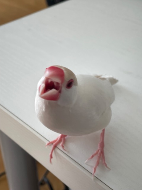 アルファ♂ さま