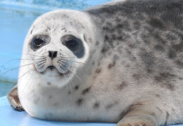 ごまふあざらし さま