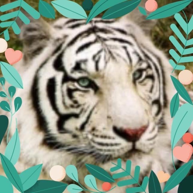 キャプテン・タイガー さま