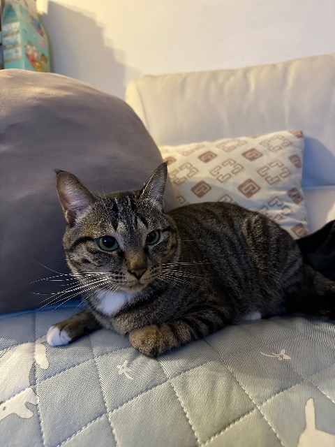 nicoletong2025 さま