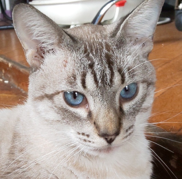 アサナッチ さま