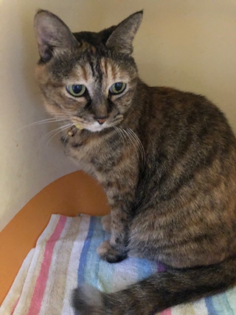 たぬきの健ちゃん さま