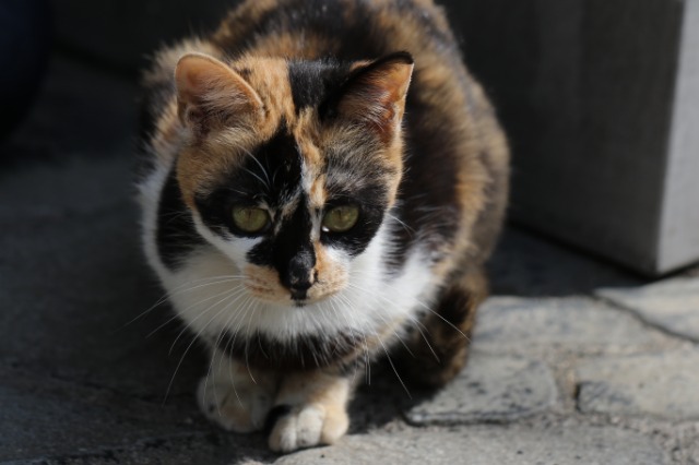 ねこあるき さま