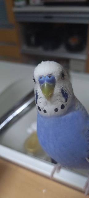 ごまぽんず さま