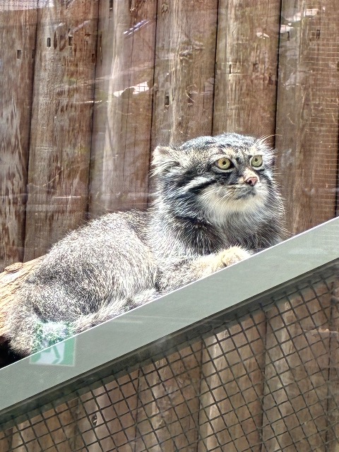 マヌルマニア さま
