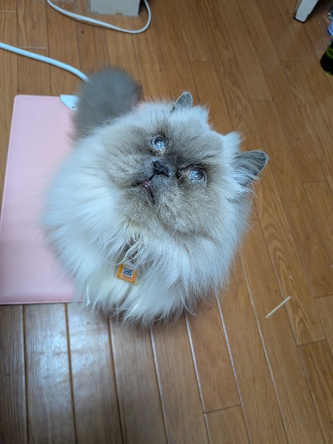 ししいちゃん さま