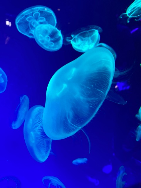 moon jellyfish さま