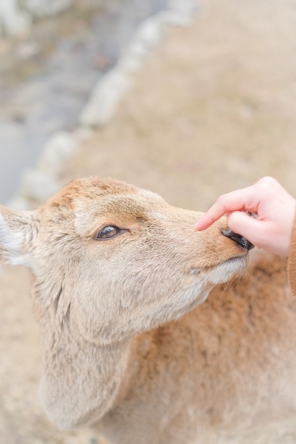 りーちゃん さま