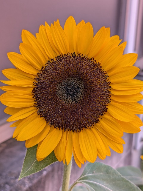 きょころん さま