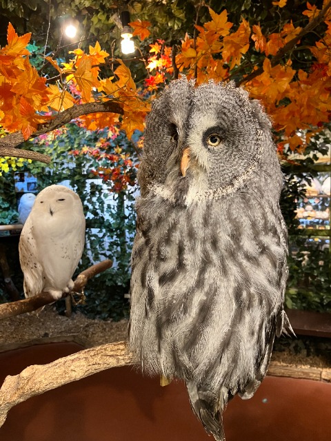 mac2owl さま