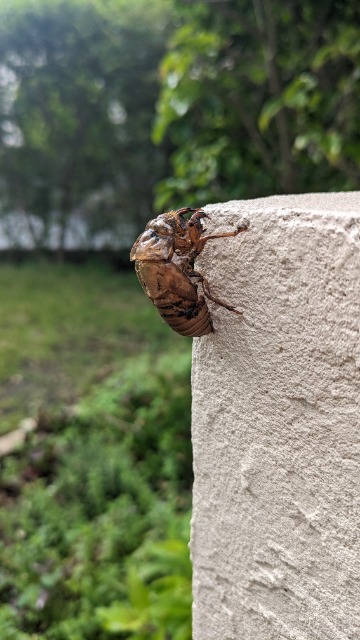 あみどあずき さま