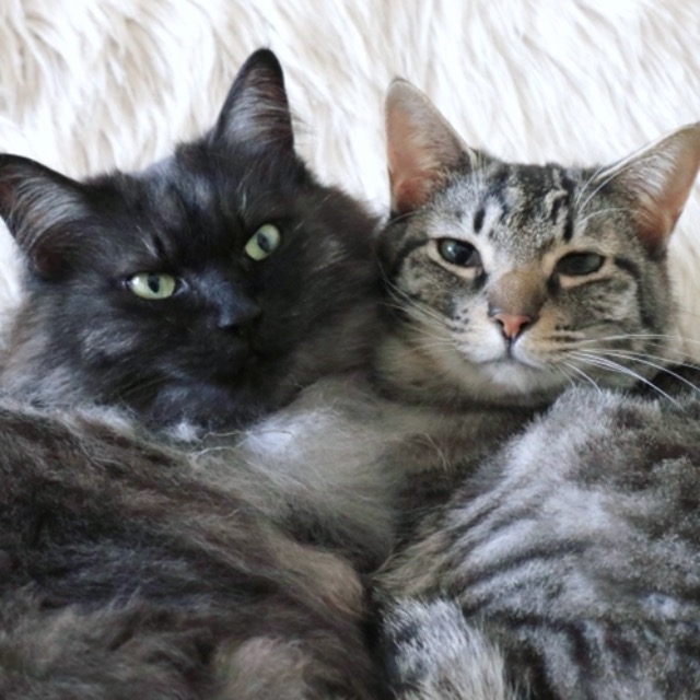 サニーとレイニー さま