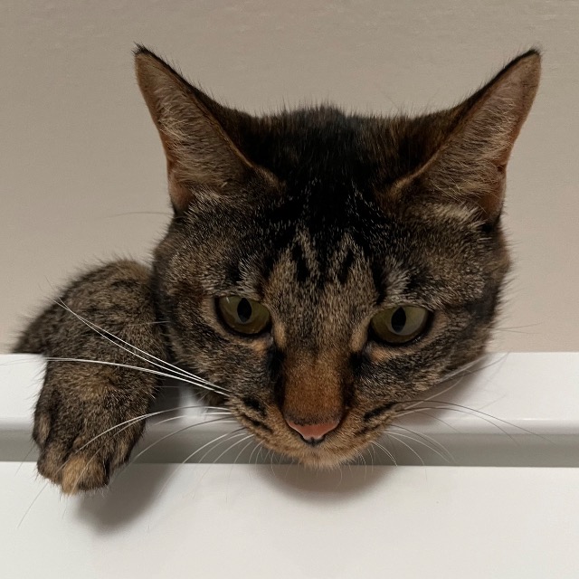 おりんりん さま