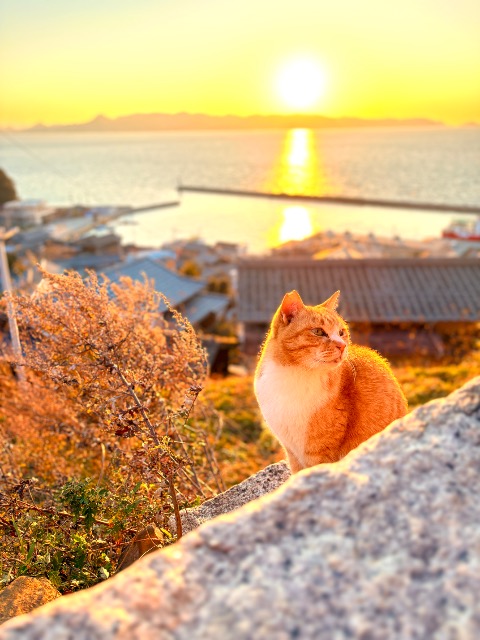 ほわぁ さま