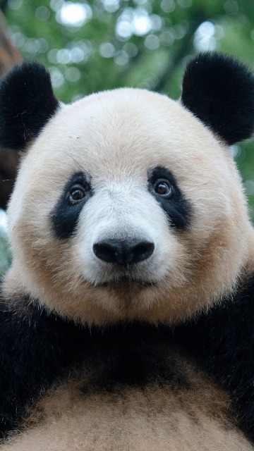 もふもふシャン子 さま