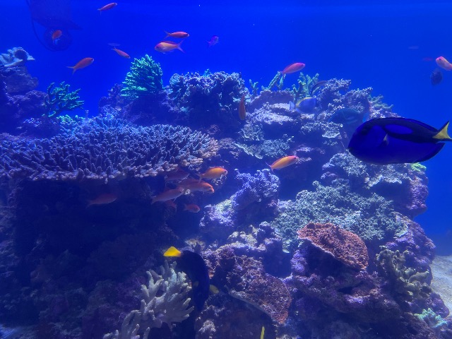 いちうちこ さま