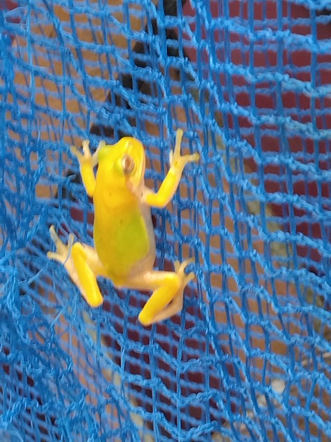 キイロちゃん さま