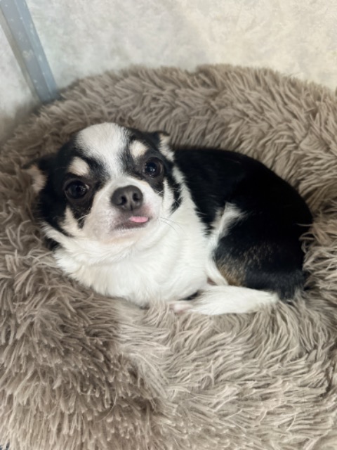 みこりんちょ さま