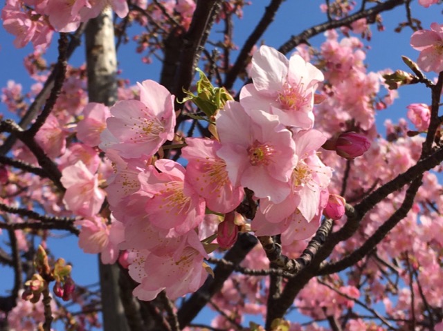 桜 さま