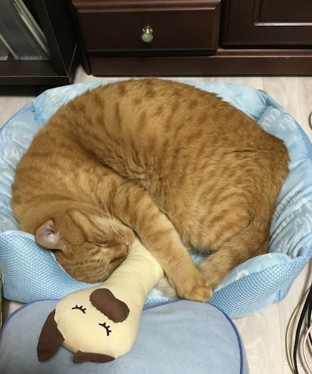 がっちゃん さま