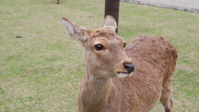 masaya さま