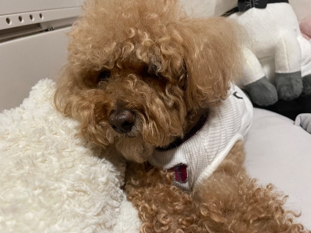 コロッケ大臣 さま