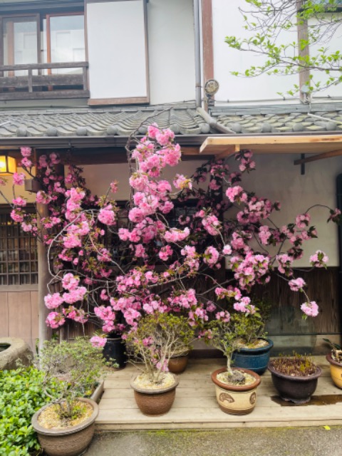 まるにゃん さま